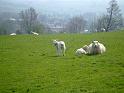 sheep_lambs